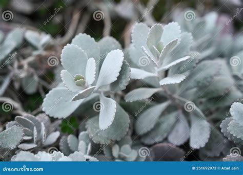 Xerophyte Desert Plants Growing in Garden. Stock Image - Image of life ...