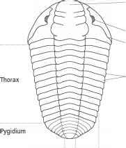 Trilobite morphology - Fossil Classification - Fossil Hunters