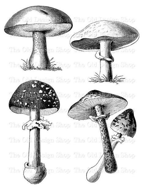 Mushroom Clip Art Printable Vintage Botanical Art Digital | Etsy