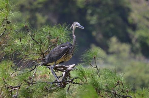 White-Bellied Heron Tour – Get Into Bhutan