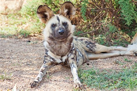African Wild Dog Facts And Pictures | All Wildlife Photographs