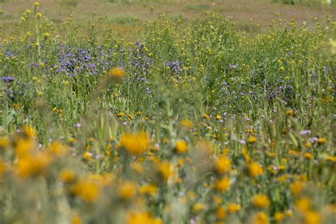 Rare Superbloom Covers Carrizo Plain National Monument in Wildflowers — The | Corsair