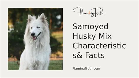 Get To Know More About Samoyed Husky Mix Puppies by elizabethaddision - Issuu