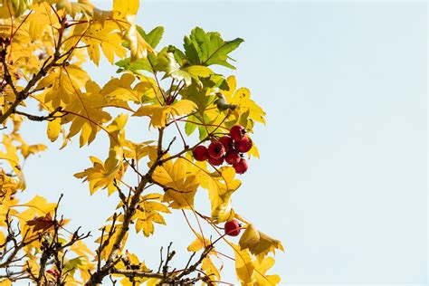 Hawthorn Berries Branches - Free photo on Pixabay