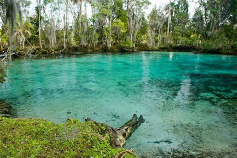 Three Sisters Springs Tips - Swimming with Manatees, Kayaking and more