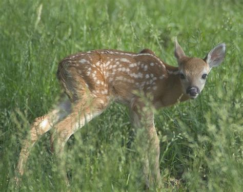 Penn State Deer-Forest Study