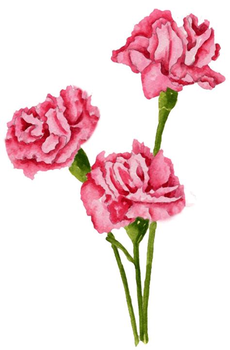 Carnation Clip Art - ClipArt Best