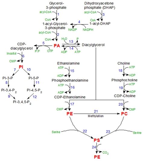 Glycerophospholipid Synthesis