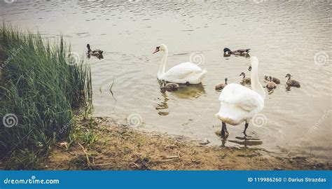 Swan with babies stock photo. Image of love, river, babies - 119986260