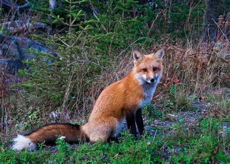 Wildlife Gallery | Red Fox, Cape Breton, Nova Scotia | Cape breton, Wildlife, Fox