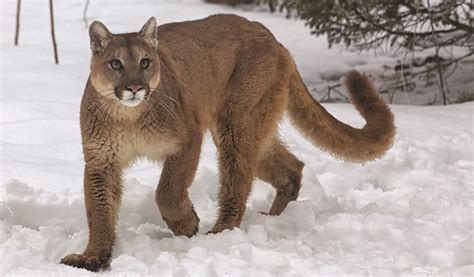 7 of the Most Dangerous Animals Found in Texas - When In Your State