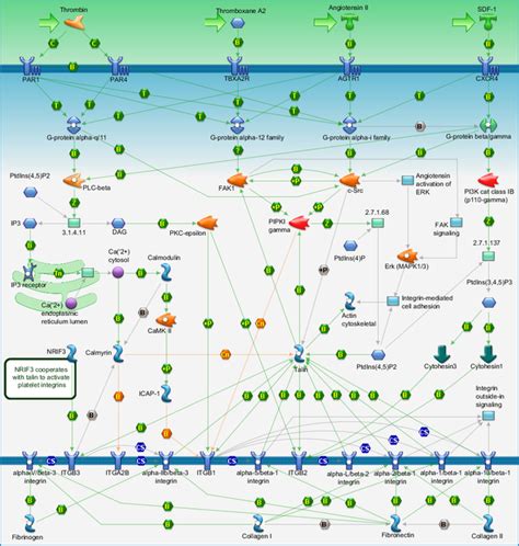 Cell adhesion - Integrin inside-out signaling Pathway Map - PrimePCR | Life Science | Bio-Rad