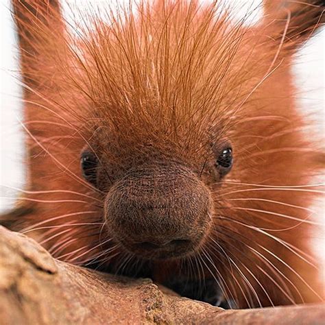 Can you pet a baby porcupine? Binghamton Zoo weighs in (photos) | NewYorkUpstate.com