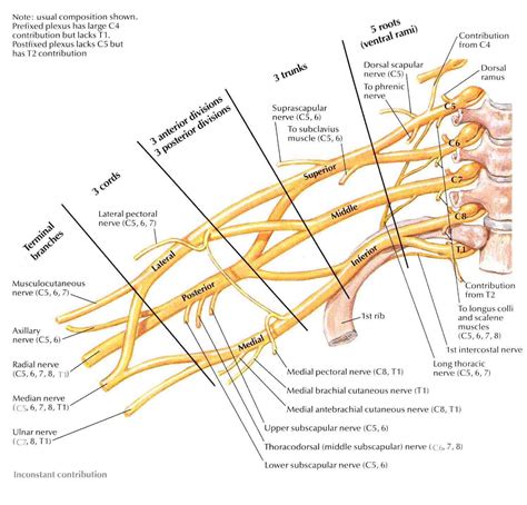 Brachial Plexus Anatomy Brachial Plexus Products Anatomy | Images and ...