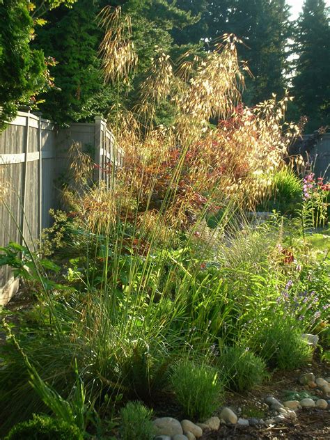 Julia's Gardens: Stipa Gigantea