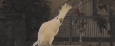 Snowball The Dancing Cockatoo Invents His Own Moves Without Training ...