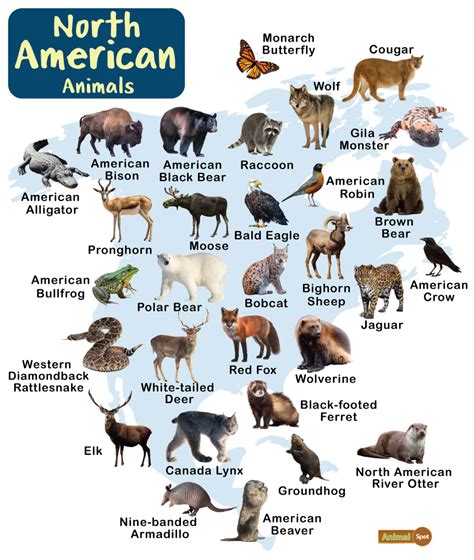 Native American Animals