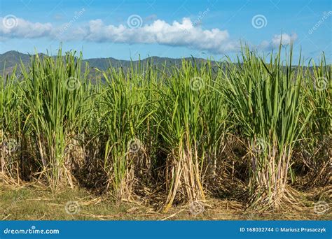 Sugar Cane Plantation in Cuba Stock Photo - Image of latin, monoculture: 168032744