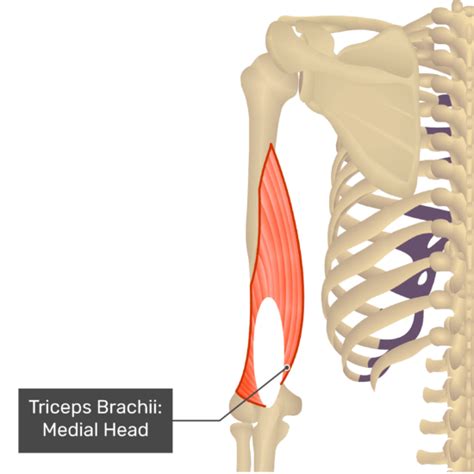 Triceps Brachii Medial Head