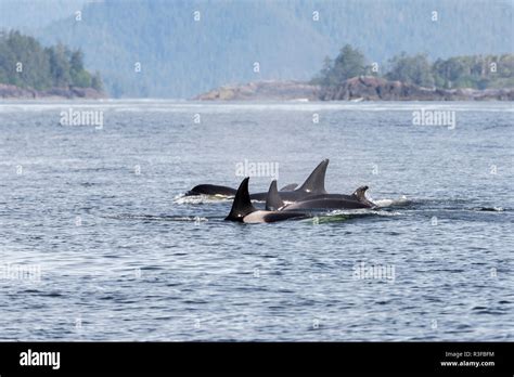 Orca Pod Stock Photos & Orca Pod Stock Images - Alamy