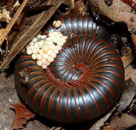 Millipede eggs! | Animal Families | Pinterest