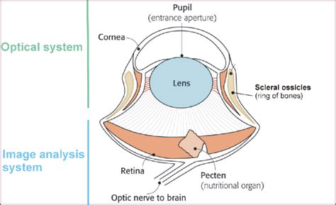 The two main functional systems of a bird's eye illustrated by a ...