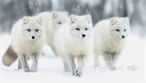 Snow Animals Stock Photos, Images and Backgrounds for Free Download