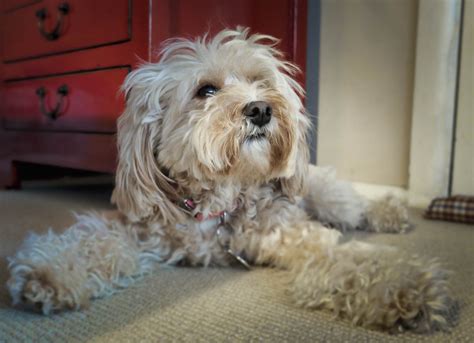 Free Images : puppy, vertebrate, dog breed, lhasa apso, cavapoo ...