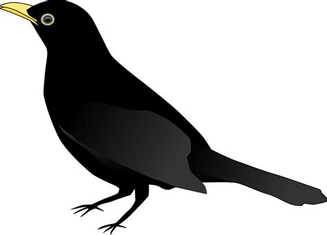 Download Blackbird, Nature, Raven. Royalty-Free Vector Graphic - Pixabay