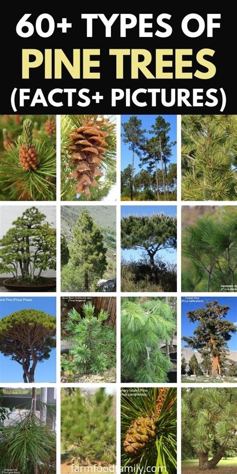 Different Types Of Pine Trees