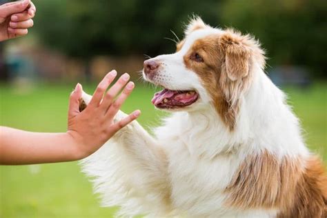 How to Teach Your Dog to Shake, High Five, & Crawl (With Video!)