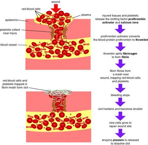 How the Blood Clots?