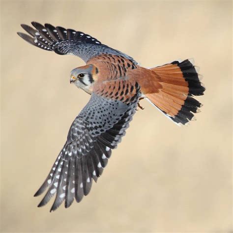 American Kestrel | American kestrel, Pet birds, Bird pictures