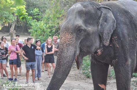 Rescue Elephant Sadly Passes Away, So Rescuers Give Her An Emotional Goodbye - Relay Hero