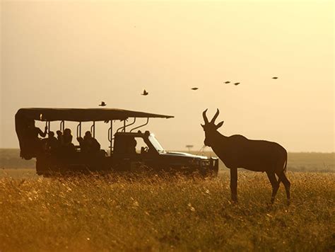 Elephant Pepper Camp, Kenya | Go2Africa.com