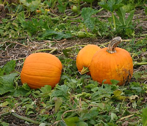 Pumpkin Patches in Tri-Valley | Danville, CA Patch