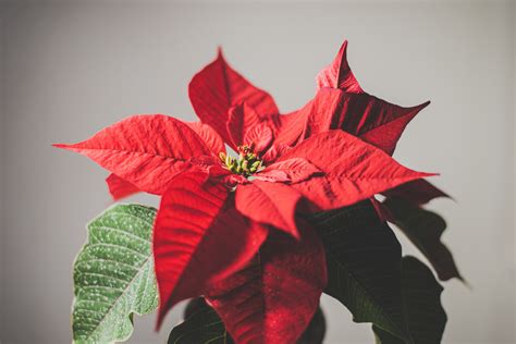 Why is my Poinsettia wilting? - Bloomscape