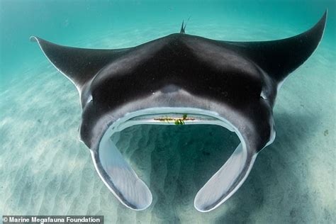 59 giant oceanic manta rays found in Florida face fight for survival - ReadSector