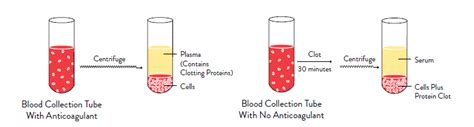 Preparation of serum and plasma adapted from (Reed, 2016) | Download Scientific Diagram