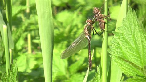 Dragonfly Metamorphosis Stock Footage Video 1188355 - Shutterstock