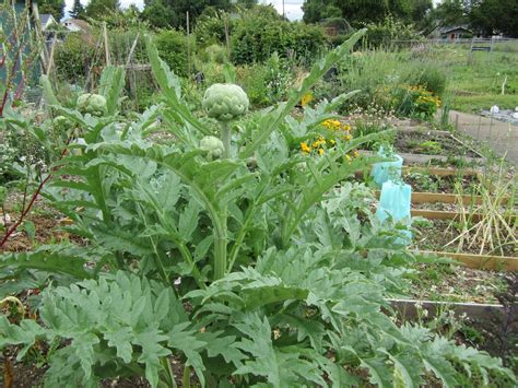 artichoke plant garden - Google Search