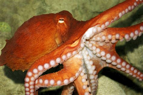 10 Fascinating Octopus Facts