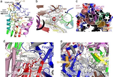 The active site of the RdRp domain a, The details of the RdRp motifs of... | Download Scientific ...