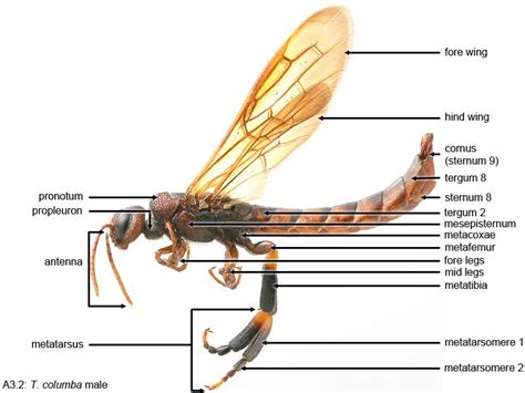 Siricidae of the Western Hemisphere; Schiff, Goulet, Smith et al.; 2012