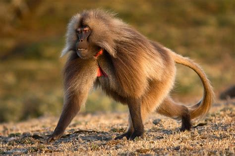 Gelada Baboon Facts, Habitat, Behavior, Lip Flip, Pictures