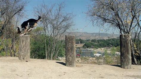 Parkour Dog | Amazing dog | awesome training | Best dogs, Parkour, Dogs