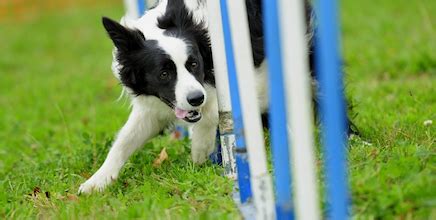 Top 10 Dog Agility Breeds