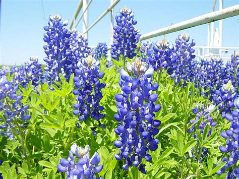 Texas State Flower