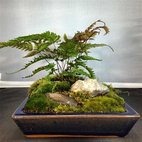 Indoor Moss Garden | Moss garden, Little gardens, Indoor bonsai