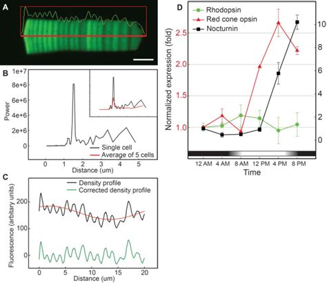 The expression level of rhodopsin transcripts remains similar during ...